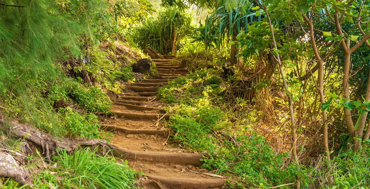 Steep steps made from tree roots up the Kalalau Trail