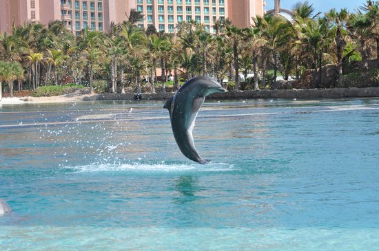 Dolphin Cay